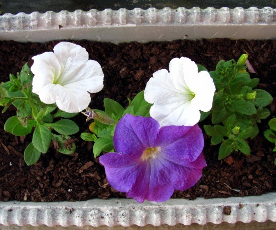[petunias-purple-white%255B4%255D.jpg]