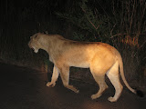 South Africa - 114.JPG