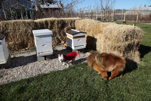 Oh, hi there, G.K.  Are you wondering about the bales of hay?  Well, Martha likes to build a wall of hay, which helps the hives by protecting them from the cold winter winds.