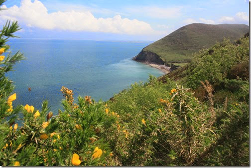 ring-of-kerry-bus-gorse-ocean