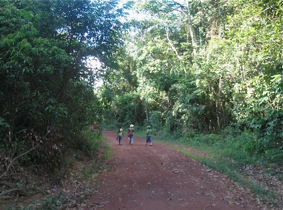 Dans la forêt (secondaire). Colider (Mato Grosso, Brésil), 20 juillet 2010. Photo : Cidinha Rissi