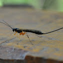 Ichneumon Wasp