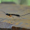 Ichneumon Wasp