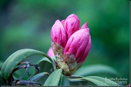 blom_20120516_rhododendron2
