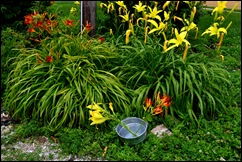lilies for inside lilies for inside