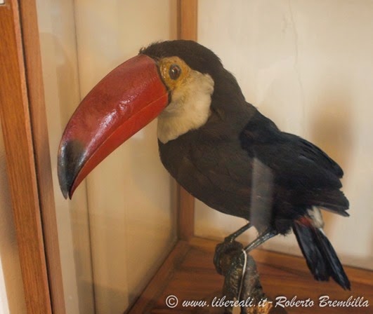 25_Ramphastos toco (1)