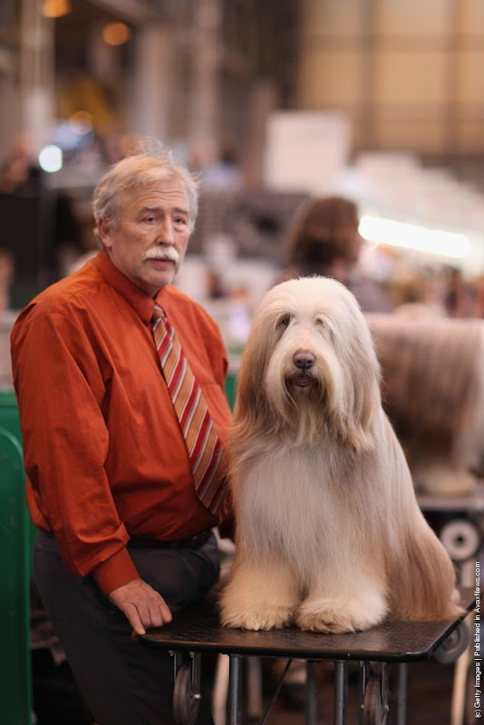 crufts-2012-18 crufts-2012-18