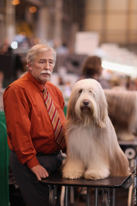 crufts-2012-18