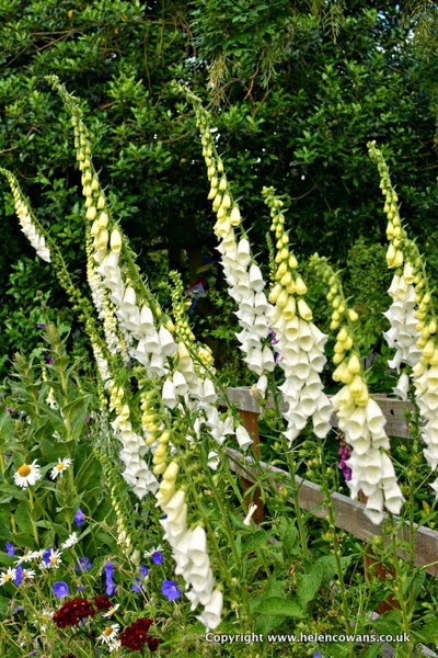 White foxgloves