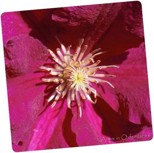 purple flower1