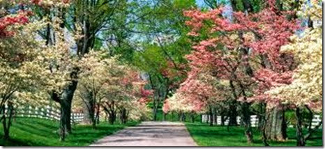 Dogwoods2 Dogwoods2