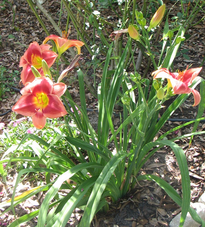 [IMG_1706%255B3%255D.jpg]