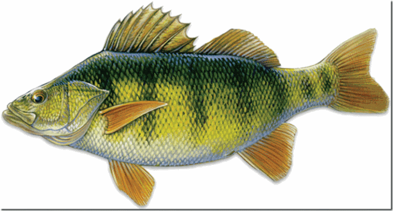 Perch-Illustration Perch-Illustration