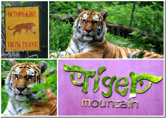 tiger-mountain-bronx-zoo-nyc