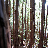 Muir Woods National Monument