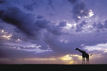 giraffe