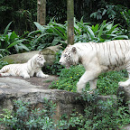 White tiger at Singapore Zoo