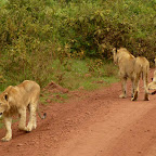 Junge Löwen auf der Zufahrt zum Ngorongorokrater © Foto: Ulrike Pârvu | Outback Africa Erlebnisreisen