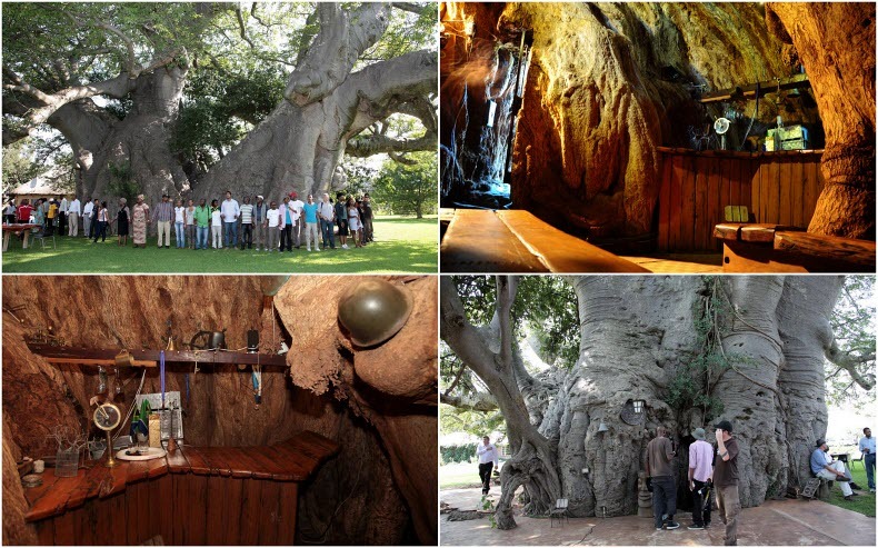 Sunland Baobab - A Bar Inside a Hollowed Out Tree  Sunland-baobab%25255B3%25255D