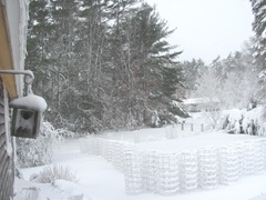 Blizzard 2.9.2013 taken from back door tomato cages10