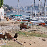 Elephantine island
