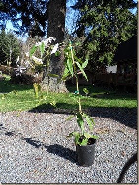 3-28 cabin plant 3-28 cabin plant