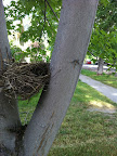 Creativity and the use of tools is one of many inborn capacities residing in the DNA of birds in every bird species.