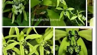 INFO TENTANG WARNA BUNGA ANGGREK HITAM
