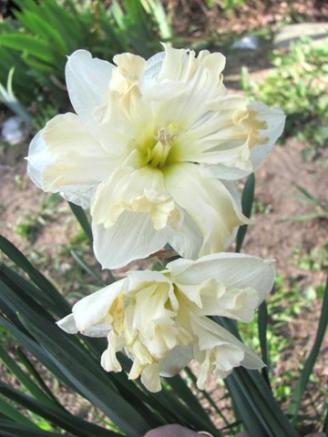 [daffodil%2520frilled%25203%255B3%255D.jpg]