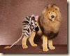 lion-zebra-safari-dog