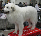 Great Pyrenees