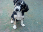 MAIARA una perrita de 3 meses ¡¡¡¡!!!!
