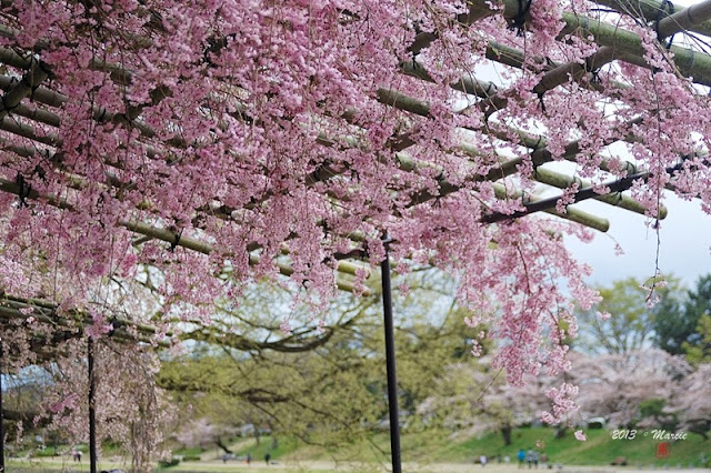 日本 京都 半木之道 櫻