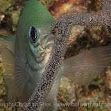 Red Sea Workshop - White-belly Damselfish breeding