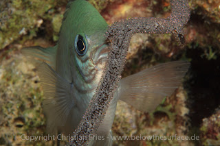 Red Sea Workshop - White-belly Damselfish breeding Red Sea Workshop - White-belly Damselfish breeding