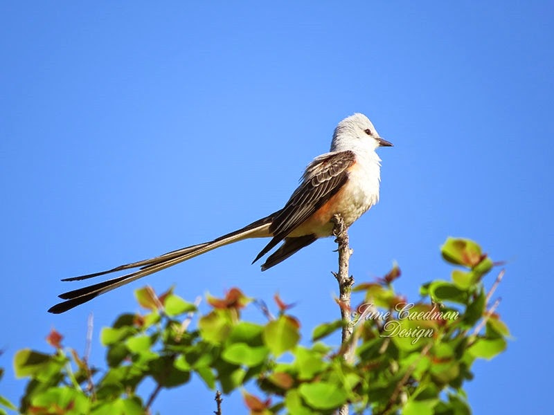 [ScissorTailFlycatcher2%255B3%255D.jpg]