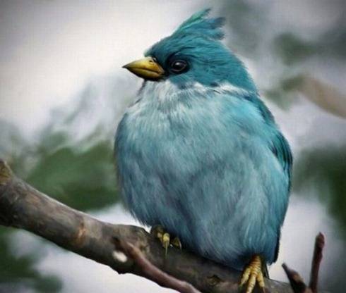 Real-Life-Angry-Birds-002 Real-Life-Angry-Birds-002
