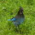 Stellers.jay.dscn2604