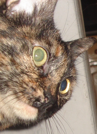gatitosmayli.jpg