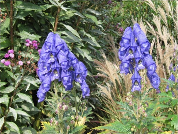Monkshood Monkshood
