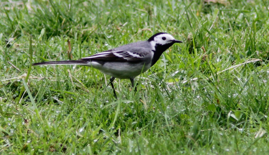 [white_wagtail_12_05_17_norway_062-2%255B4%255D.jpg]