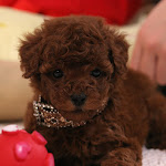 dog617-3.jpg
