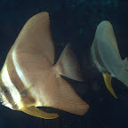 Fledermaus-Fisch, Hoga