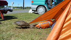 Campingplatz in Motuoapa am Lake Taupo.
