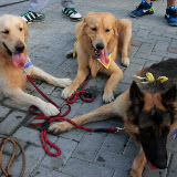 Pet Express Doggie Run 2012 Philippines. Jpg (239).JPG