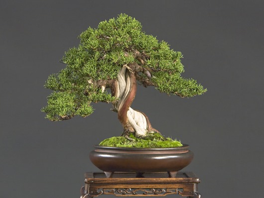 Bay Island Bonsai 2008 Bay Island Bonsai 2008
