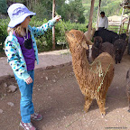 Emma likes this young-adult alpaca.