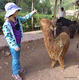 Emma likes this young-adult alpaca.