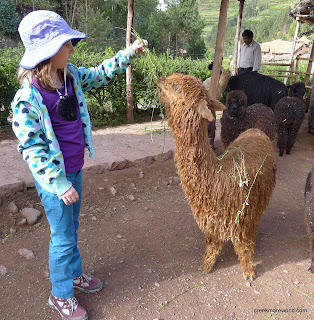Emma likes this young-adult alpaca.