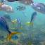 Snorkeling In The Whitsundays - Airlie Beach, Australia